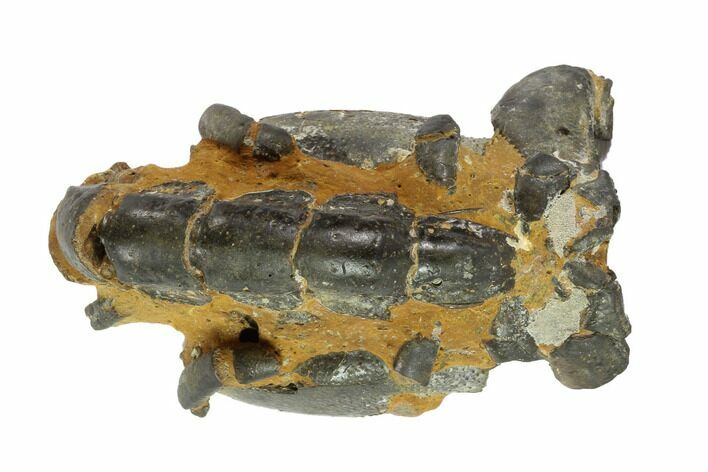 Fossil Mud Lobster (Thalassina) - Australia #95778